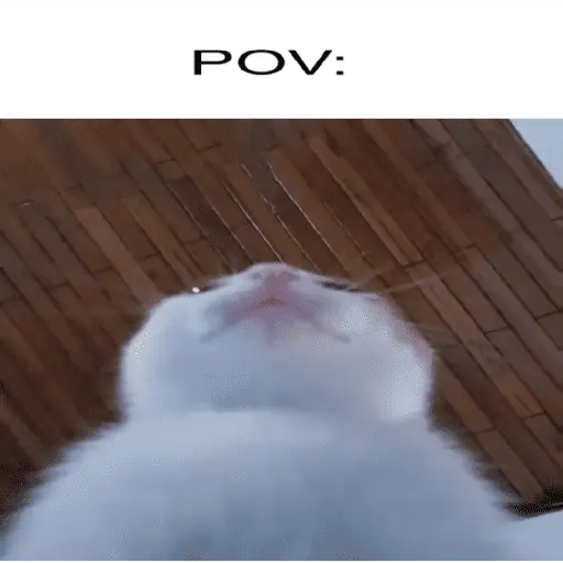ave mayo por siempre 