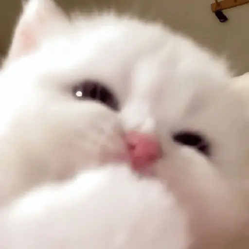 🐾 Mishis Random🐾
