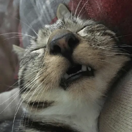 🐾 Mishis Random🐾