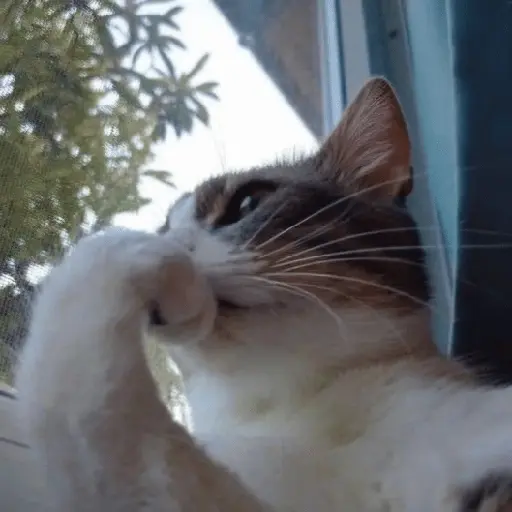 🐾 Mishis Random🐾