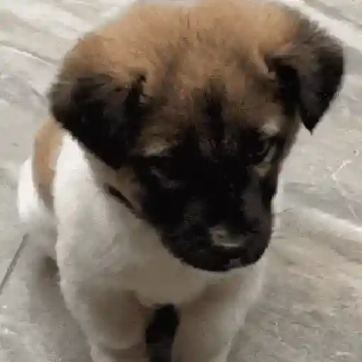 🔥TIKTOK RAMDON 2.6📲
