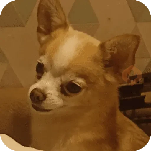Reacciones de perritos 🐕🐾😂 sticker 11