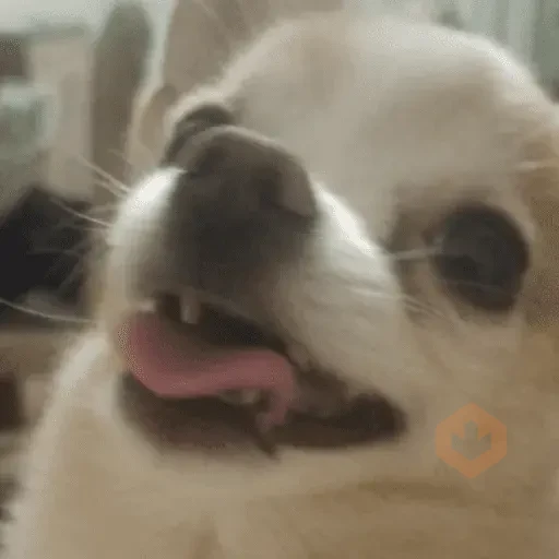 Reacciones de perritos 🐕🐾😂 sticker 12