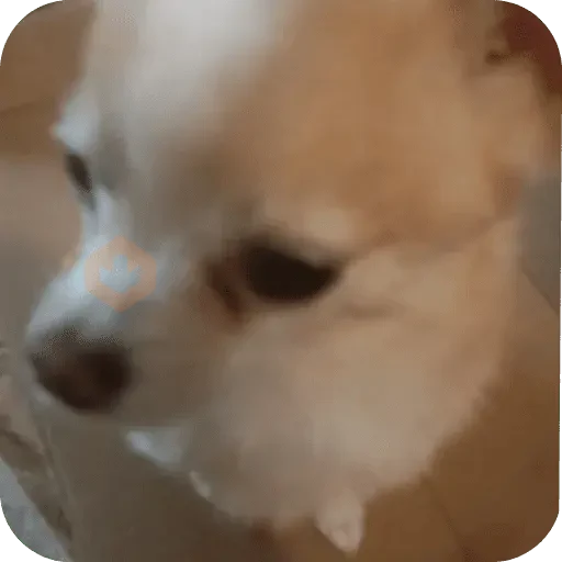 Reacciones de perritos 🐕🐾😂 sticker 19