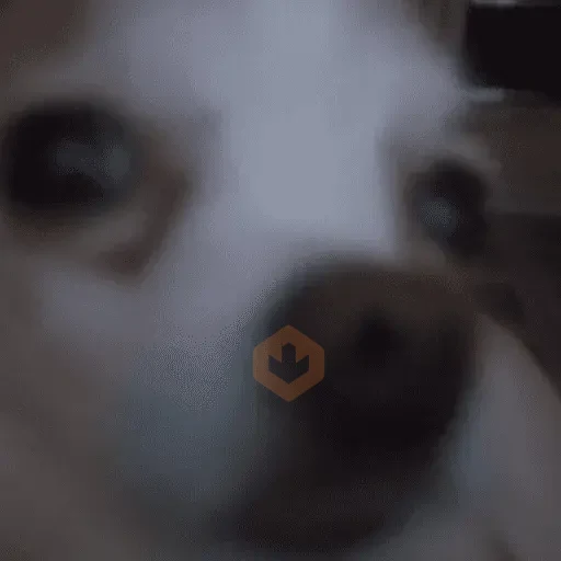 Reacciones de perritos 🐕🐾😂 sticker 16