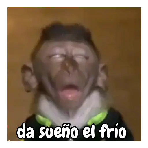 frío de monos 🙉❄️