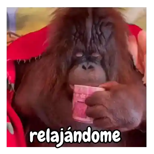 frío de monos 🙉❄️