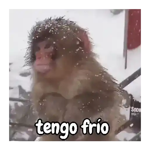 frío de monos 🙉❄️