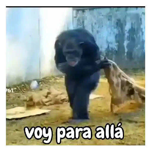 frío de monos 🙉❄️