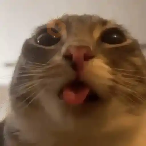Gato sacando la lengua 2 🐱💕 sticker 16