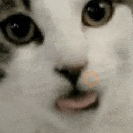 Gato sacando la lengua 2 🐱💕 sticker 13