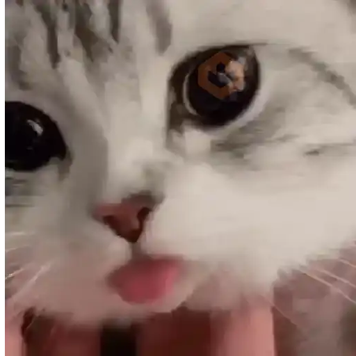 Gato sacando la lengua 2 🐱💕 sticker 12