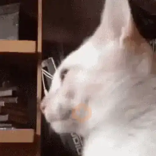 Gato sacando la lengua 2 🐱💕 sticker 17