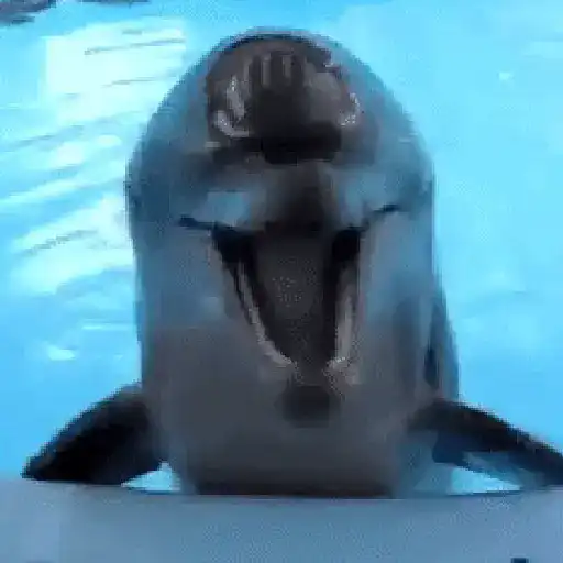 El pequeño delfín que hacía 🐬 preview