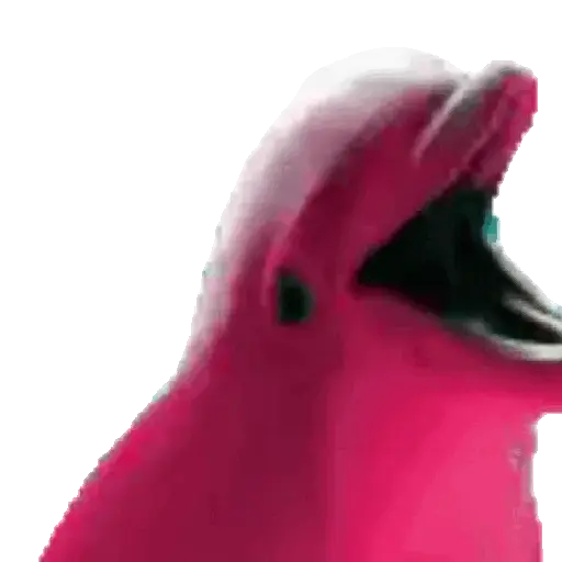 El pequeño delfín que hacía 🐬