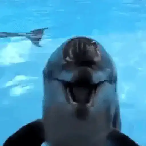 El pequeño delfín que hacía 🐬