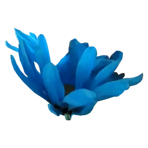El amor es Azul 💙