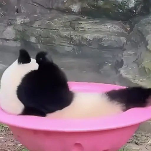 🐼 PANDAS CUTE 🐼 preview