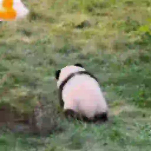 🐼 PANDAS CUTE 🐼 preview