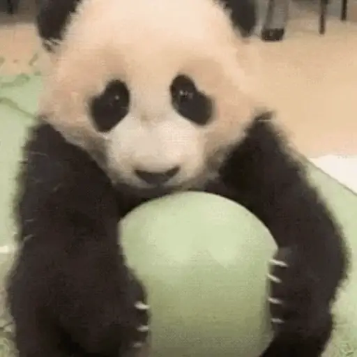 🐼 PANDAS CUTE 🐼