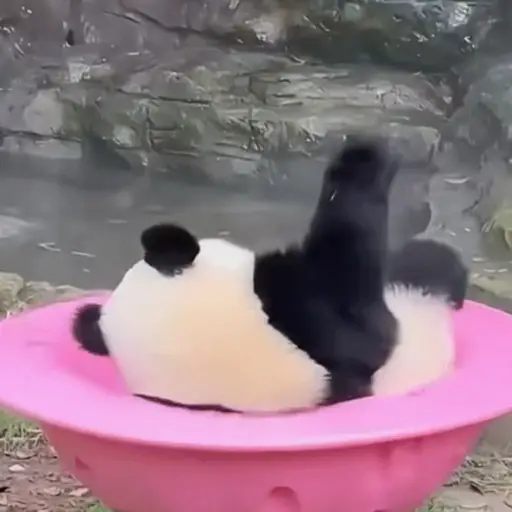🐼 PANDAS CUTE 🐼