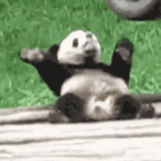 🐼 PANDAS CUTE 🐼 preview