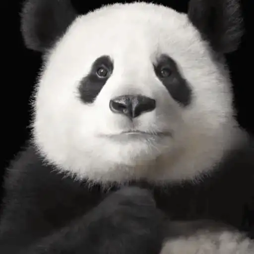 🐼 PANDAS CUTE 🐼