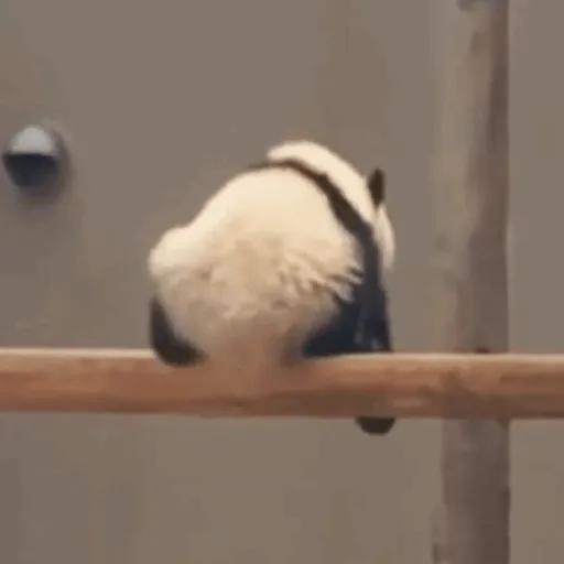 🐼 PANDAS CUTE 🐼