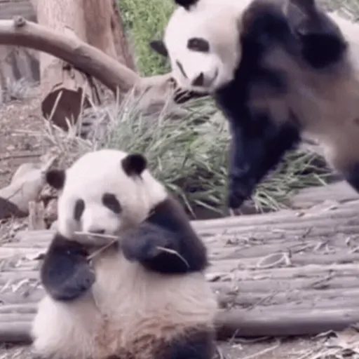 🐼 PANDAS CUTE 🐼