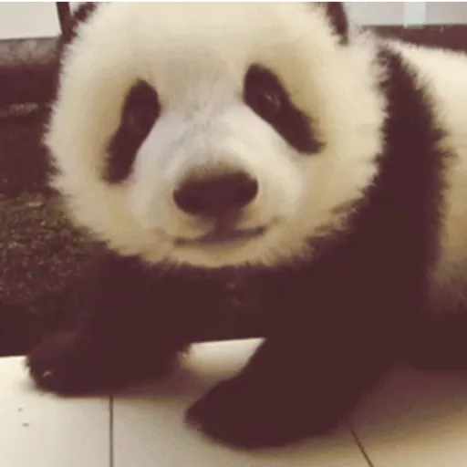 🐼 PANDAS CUTE 🐼