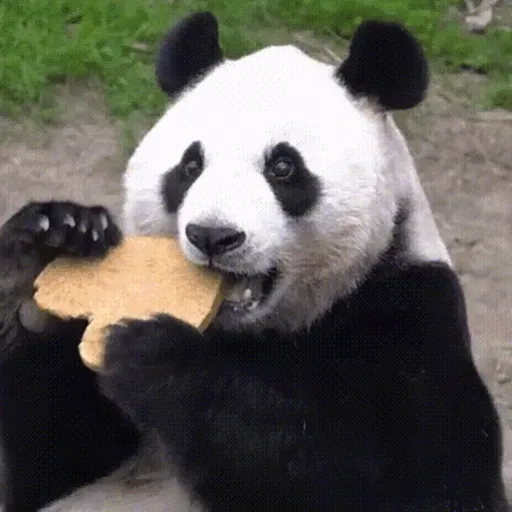 🐼 PANDAS CUTE 🐼 preview