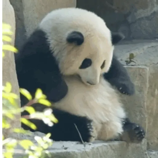 🐼 PANDAS CUTE 🐼