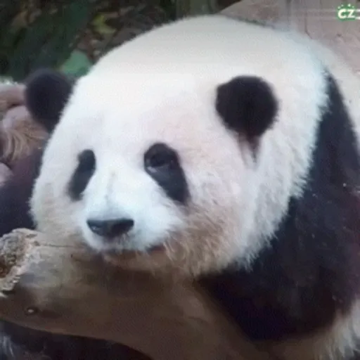 🐼 PANDAS CUTE 🐼