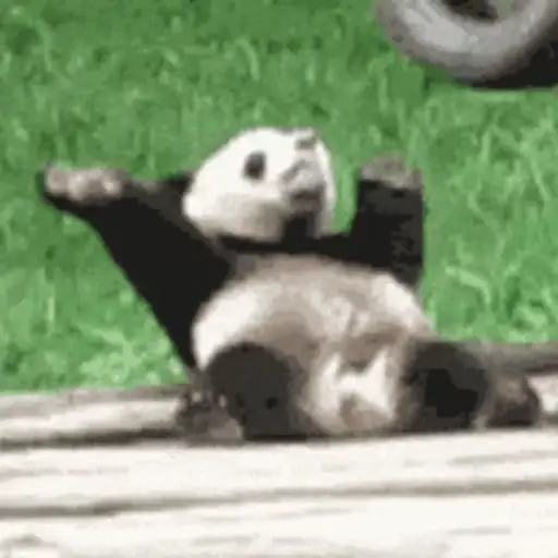 🐼 PANDAS CUTE 🐼