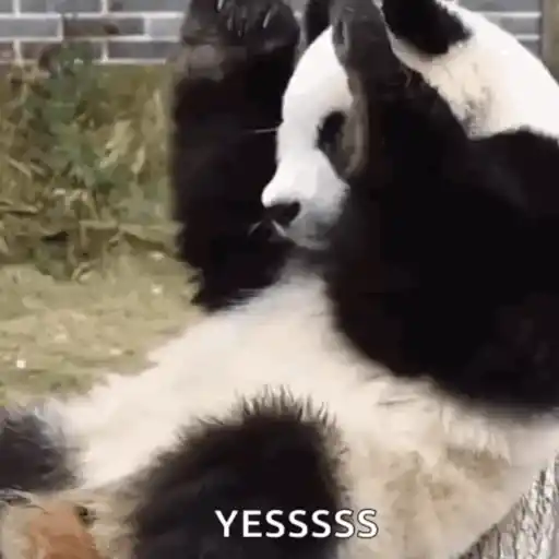 🐼 PANDAS CUTE 🐼