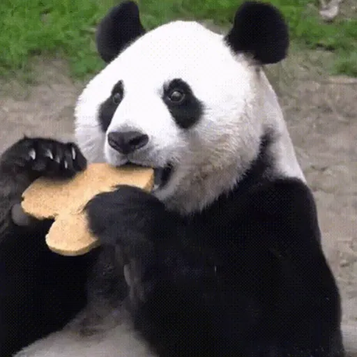 🐼 PANDAS CUTE 🐼