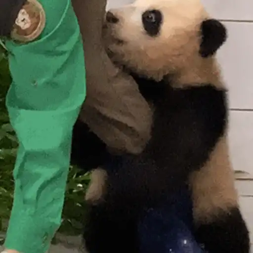🐼 PANDAS CUTE 🐼