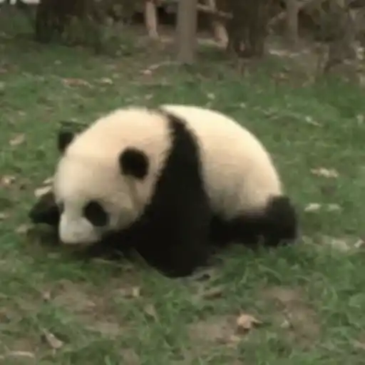 🐼 PANDAS CUTE 🐼