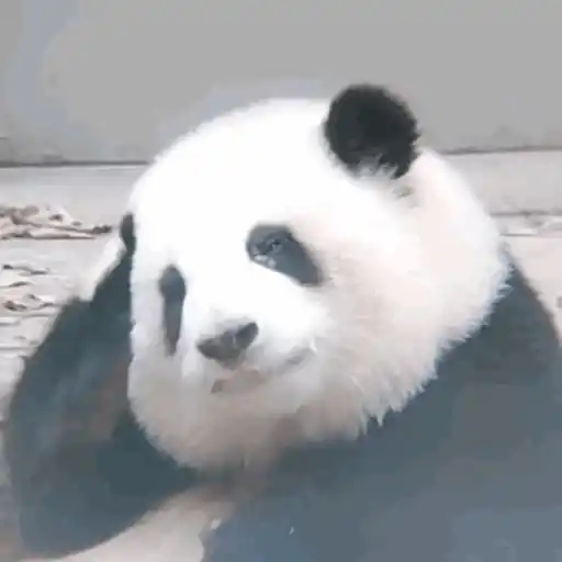 🐼 PANDAS CUTE 🐼