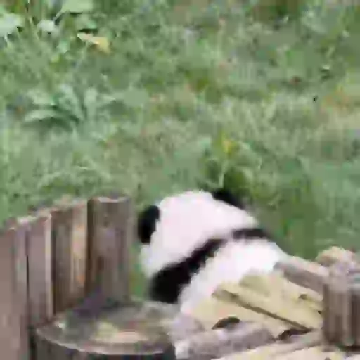 🐼 PANDAS CUTE 🐼