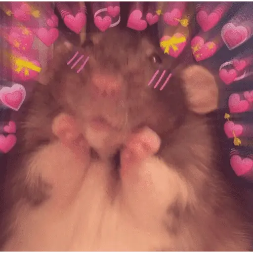 💕💕 EXPLOSIÓN DE AMOR 💕💕