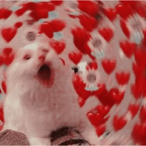 💕💕 EXPLOSIÓN DE AMOR 💕💕