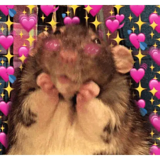 💕💕 EXPLOSIÓN DE AMOR 💕💕
