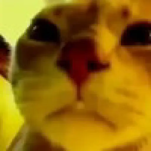 Reacciones gatitos random🩷😽