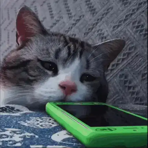 Reacciones gatitos random🩷😽