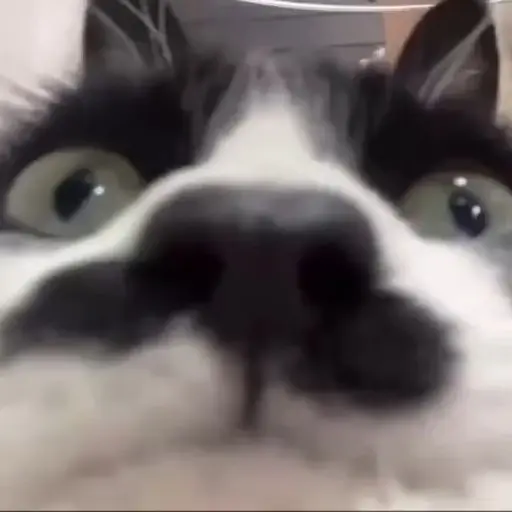 Reacciones gatitos random🩷😽