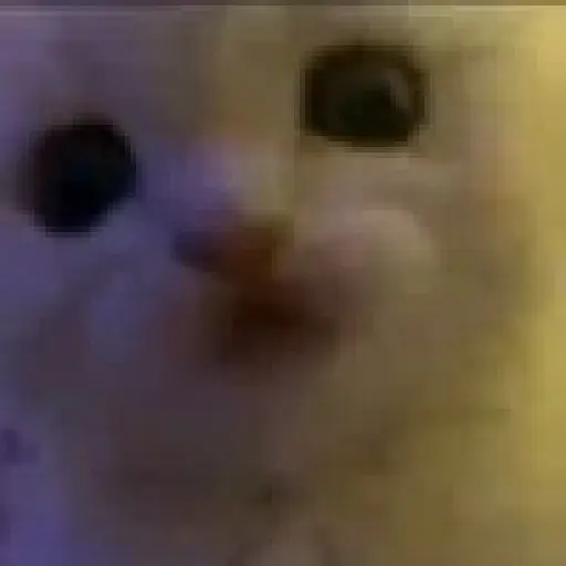 Reacciones gatitos random🩷😽