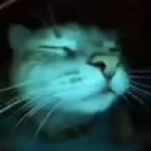 Reacciones gatitos random🩷😽