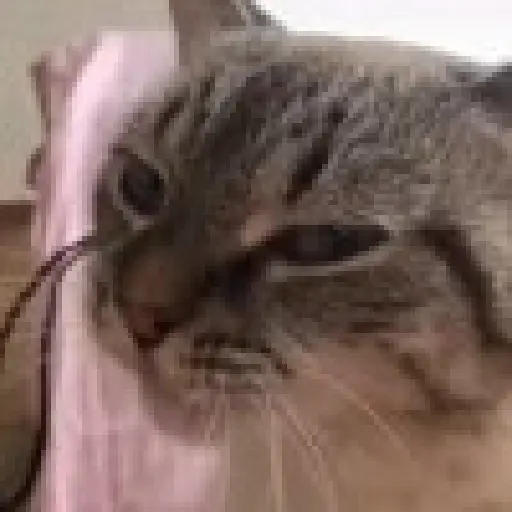 Reacciones gatitos random🩷😽
