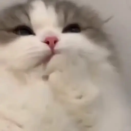Reacciones gatitos random🩷😽